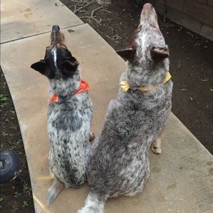 Meet your Posher, Leslie